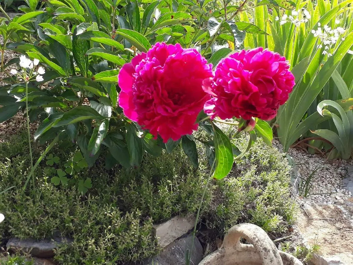 Bed & Breakfast La Colombe Bed and Breakfast Tourrettes Frankrike